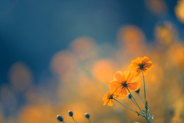 中医对胆的论述